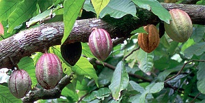Credit: S. Madell, chocolatereview.com Cocoa pods at various stages of ripeness