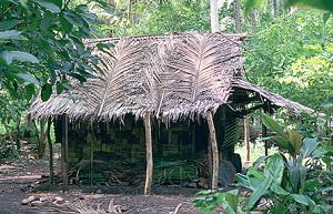 Credit: S. Madell, chocolatereview.com A basic structure used for force-drying cocoa in Vanuatu. Most of the building materials come from the surrounding jungle.