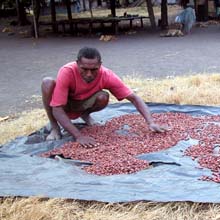Credit: copyright © 2005 Tava After fermentation, the cocoa beans must be dried.
