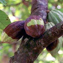Credit: copyright © 2005 Tava Cocoa pods with the widespread fungal disease known as "black pod"
