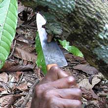 Credit: copyright © 2005 Tava Harvesting