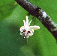 Credit: copyright © 2005 Tava Flower