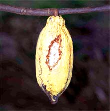 Credit: copyright © 2005 Tava Berry not a pod
