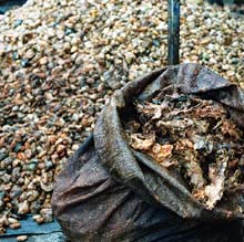 Credit: copyright © 2005 Tava CCN-51 beans