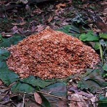 Credit: copyright © 2005 Tava Fermentation heap