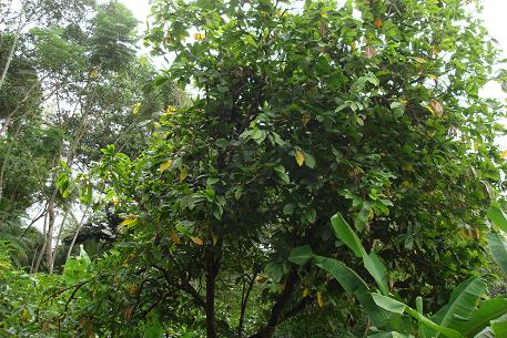 Cocoa tree