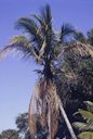 The leaves of dwarf cultivars of Cocos nucifera affected by lethal yellowing usually do not turn yellow