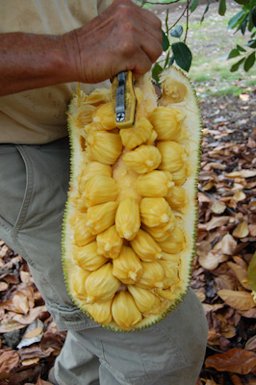 Credit: Noris Ledesma, Fairchild Tropical Botanic Garden Inside the leathery exterior of the jackfruit are starchy seeds surrounded by a sweet, aromatic flesh