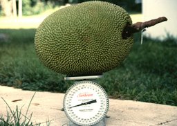 Credit: Noris Ledesma, Fairchild Tropical Botanic Garden The Dang Rasimi jackfruit originated in Thailand