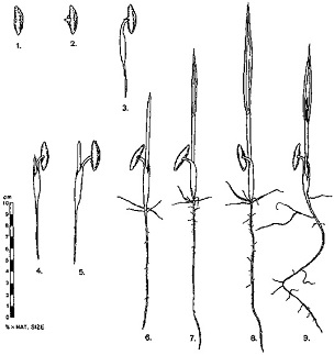 Source: Dowson, 1982 Date palm male flowers