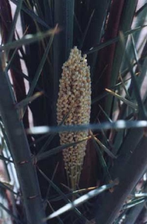 Female inflorescence of a seeding date palm 3 days after opening.