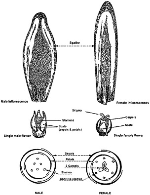 Source: Munier, 1973 Date palm male and female inflorescences and flowers.
