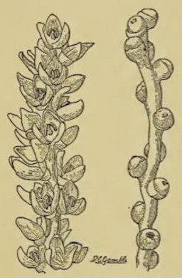 Credit: R.G. Gamble Fig. 28. On the left, a sprig of staminate or pollen-bearing flowers of the date palm ; on the right, pistillate flowers which will, if properly pollinated, develop into fruits.