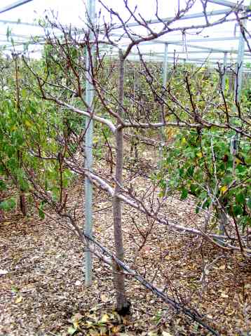 Harcot Apricot