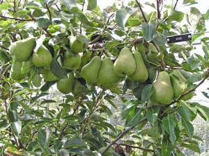 Vicar of Winkfield Pear