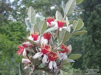 Credit: © 2002 Floridata.com Feijoa Flowers