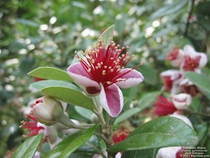 Credit: © 2003 Floridata.com Feijoa flowers appear in early May and have thick fleshy petals that are sweet and tasty. It's fun and refreshing to sit by a feijoa on a hot day and munch on crunchy flowers before going inside to get something substantial to eat.
