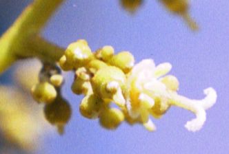 Credit: Bill Mee & Krystal Folino Fully Developed Hermaphrodite Female Just Opened Flower on the 'Sweetheart' Variety