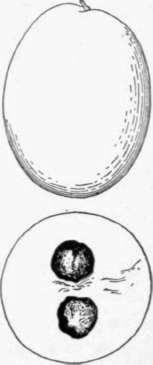 The abiu (Pouteria Caimito) The abiu (Pouteria Caimito)