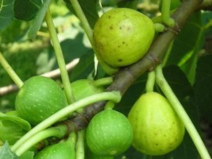Credit: Brandy Cowley Gilbert, Just Fruits and Exotics Choosing the right fig
