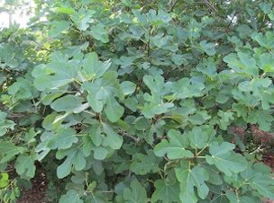 Credit: Brandy Cowley Gilbert, Just Fruits and Exotics Landscaping with Fig Trees