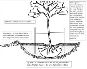Credit: Brandy Cowley Gilbert, Just Fruits and Exotics Planting a fig tree