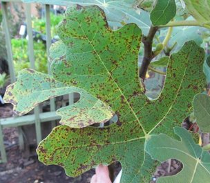 Credit: Brandy Cowley Gilbert, Just Fruits and Exotics Fig rust