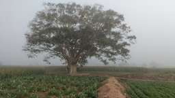 Sacred fig tree on a foggy morning in Coimbatore Tamil Nadu, India.