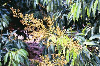 Credit: Bill Mee & Krystal Folino A Flower Panicle of the 'Brewster' Variety
