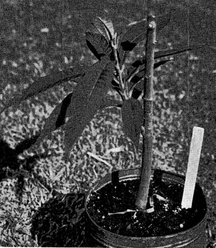 Credit: © Wm. F. Whitman Green sapote (Calocarpum viride) grafted on mamey sapote (C. mamosum) rootstock