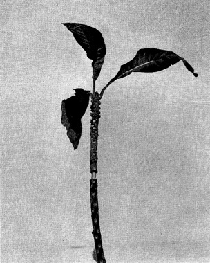 Credit: © Wm. F. Whitman Green sapote (Calocarpum viride) scionwood as prepared one or more months prior to removal for grafting