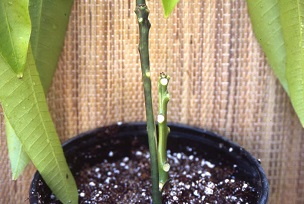 Credit: Fairchild Tropical Botanic Garden Grafting