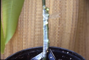 Credit: Fairchild Tropical Botanic Garden Grafting