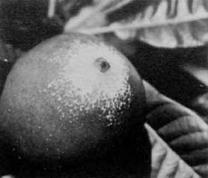 Credit: © W,. F. Whitman, Archives RFC Australia While the green sapote fruit closely resembles that of the mamey sapote, the inside of it's interior has a somewhat different apperance