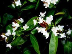 Credit: © Ken Love, University of Hawai‘i Grumichama flowers