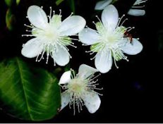 Credit: © Ken Love, University of Hawai‘i Grumichama flowers
