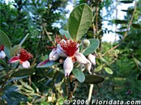 Credit: © 2006 Floridata.com Feijoa Flowers