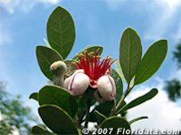 Credit: © 2007 Floridata.com Feijoa's Edible Flower