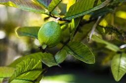 Credit: Edible South Florida guava fruit