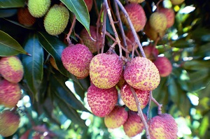 Credit: Bill Mee & Krystal Folino Hak ip Lychee Fruit Ripening