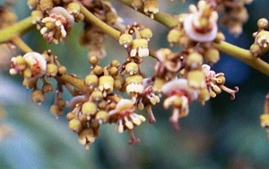 Credit: Bill Mee & Krystal Folino Fully Developed Hermaphrodite Female Flowers