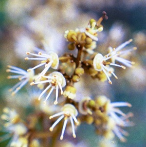 Credit: Ian Maguire - Tropical Fruit Photography, TREC Hermaphrodite Brewster Male Flowers with Ripe Pollen