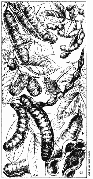 Credit: Adriano Lambe A: Inga cinnamomea; B: Inga heterophylla; C: Inga fagifolia; D: Inga alba; E: Inga capitata; F: Inga macrophylla; G: Inga velutina.