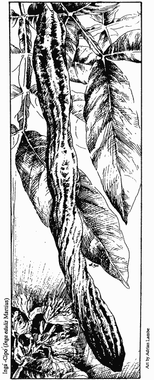 Credit: Adriano Lambe A drawing of Inga edulis pod, leaves and flowers.