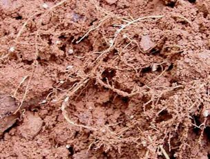 Credit: © Gaston Bityo Delor, Rainforest Saver Inga root nodules
