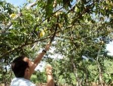 Credit: © Guillermo Valle, Rainforest Saver Collecting the seeds, and ripe Inga seeds.
