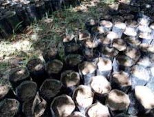 Credit: © Guillermo Valle, Rainforest Saver Inga seeds germinating in black plastic bags