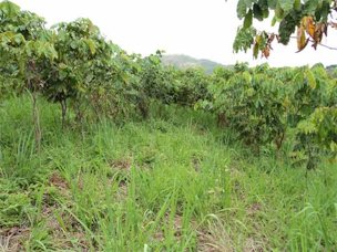 Credit: © Guillermo Valle, Rainforest Saver Rows of Inga growing on either side of the alley.
