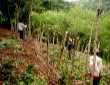 Credit: © Tiiu Miller, Rainforest Saver, FUPNAPIB Inga planted following the contours with pineapples filling the gaps and sticks to prevent erosion.