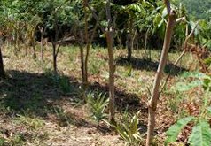 Credit: © Tiiu Miller, Rainforest Saver, FUPNAPIB Inga planted following the contours with pineapples filling the gaps.